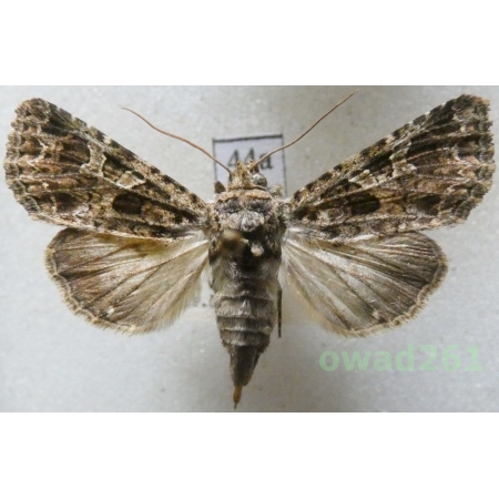 Hadena bicruris (Hufnagel, 1766) Czech44a